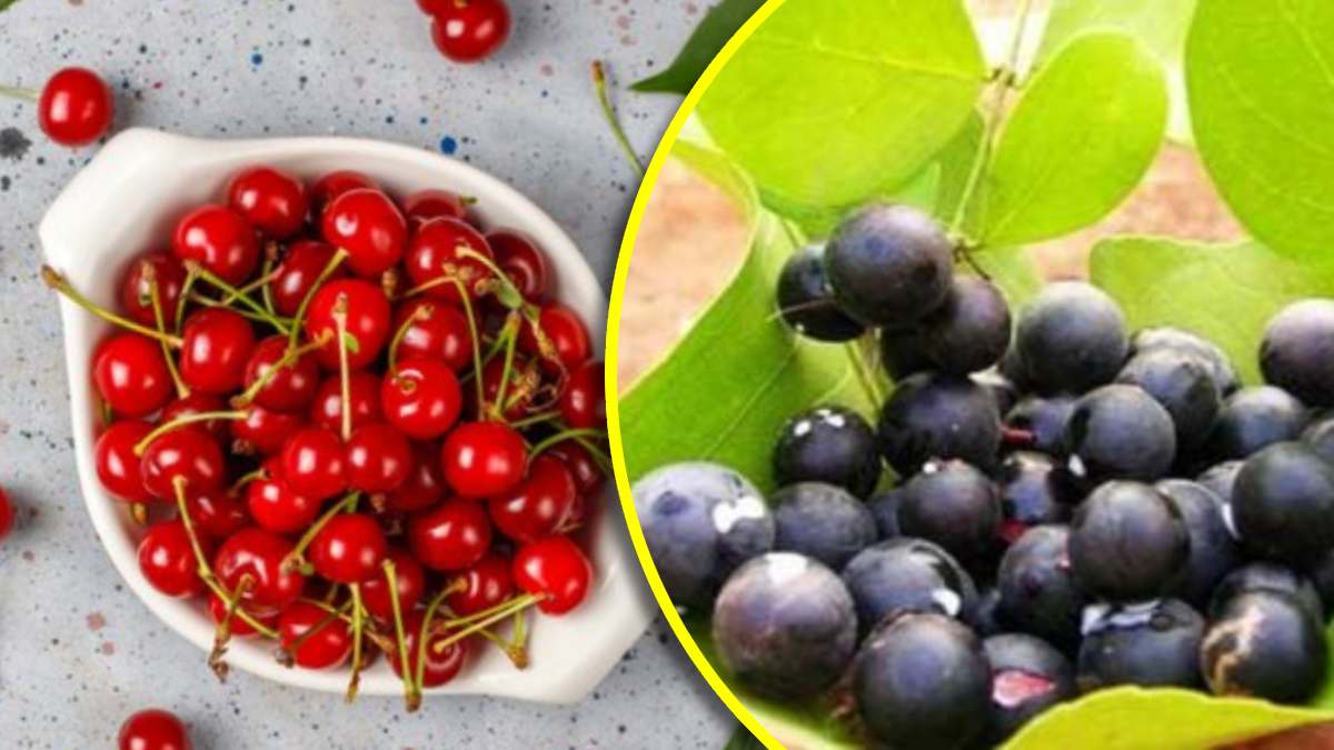 cranberries vs karonda which is healthier cranberries and karonda health benefits