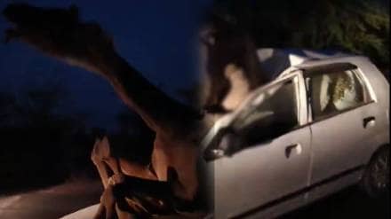 camel got stuck windscreen of car after high speed collision the animal grunting as it could not maneuver out of the vehicle