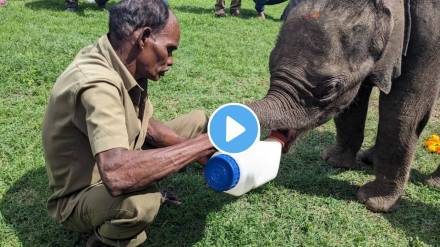 IAS officer Supriya Sahu detailing the rescue of a baby elephant refused by sick mother rescued by Forest officials watch video