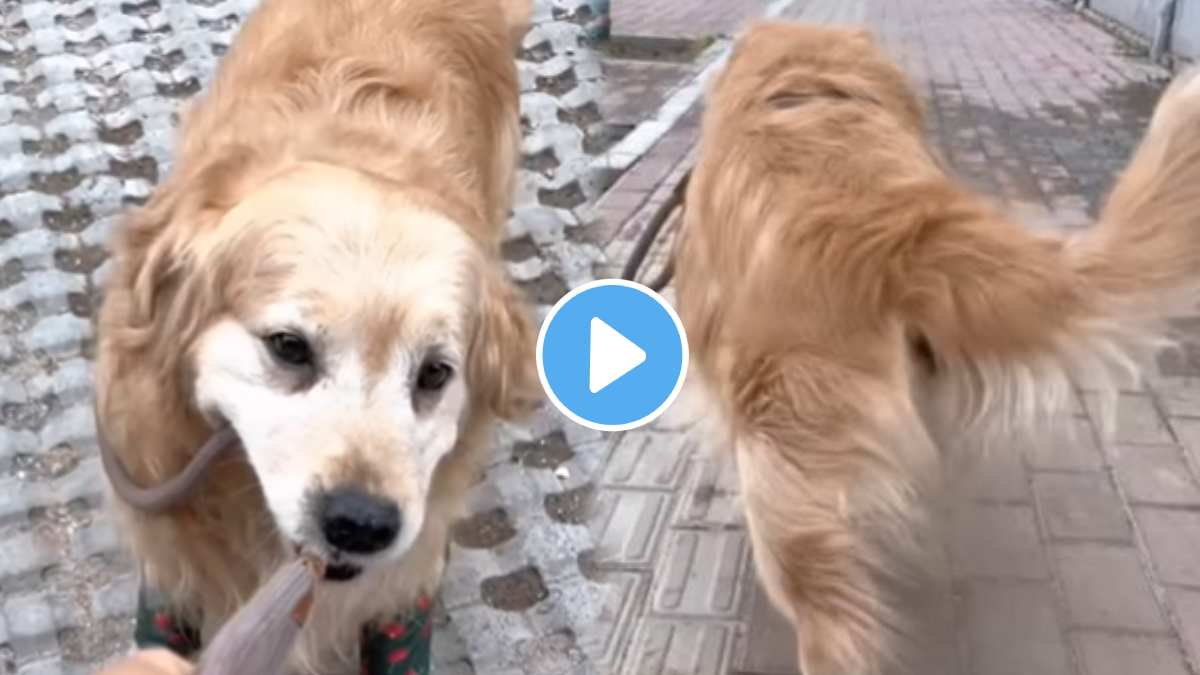 A dog doing a cat walk video