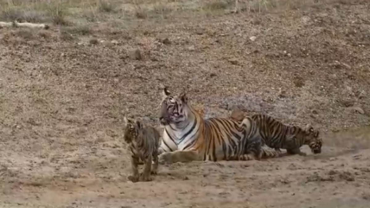junabai tigress, Sachin Tendulkar,