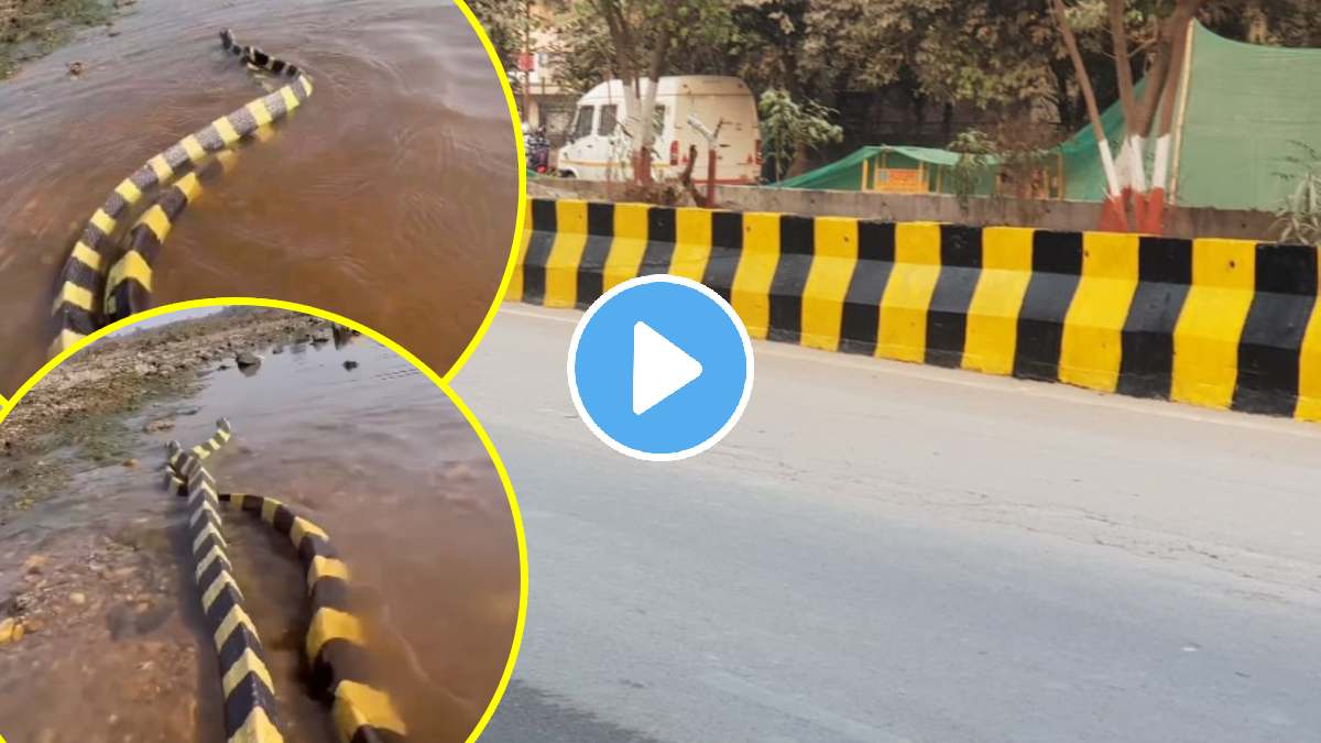 two snakes viral video people remembering road side dividers seeing colours