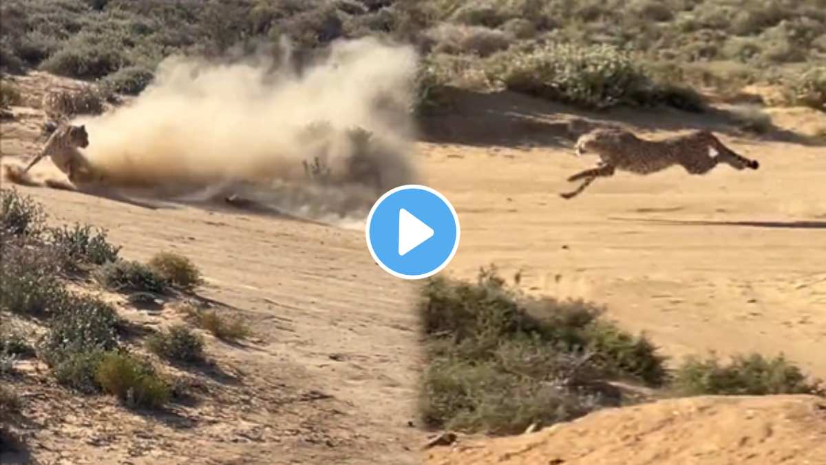 A cheetah ran with the speed of the wind to hunt the animal