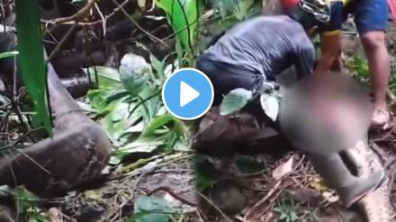 Python Swallows Woman