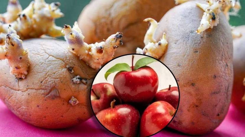 How To Avoid Potatoes Sprouts Money Saving Kitchen Jugaad