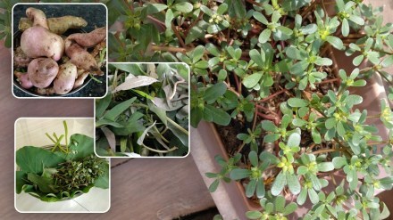 wild vegetables, nutritional principles,