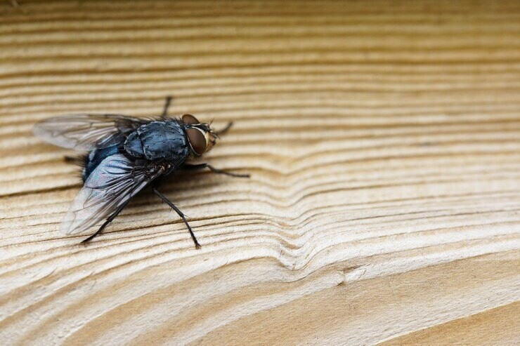 annoying-houseflies-in-house-during-monsoon