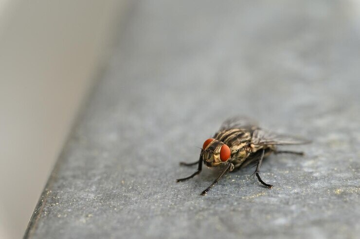 annoying-houseflies-in-house-during-monsoon