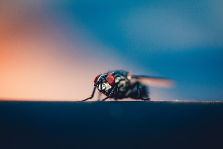 annoying-houseflies-in-house-during-monsoon