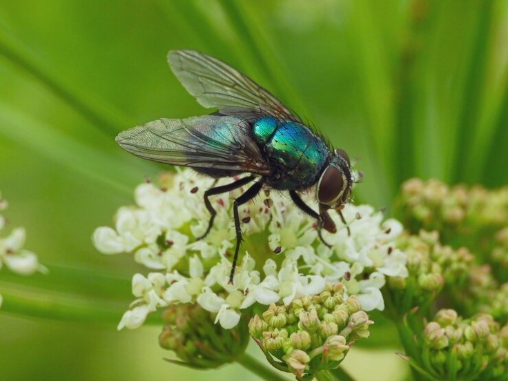 annoying-houseflies-in-house-during-monsoon