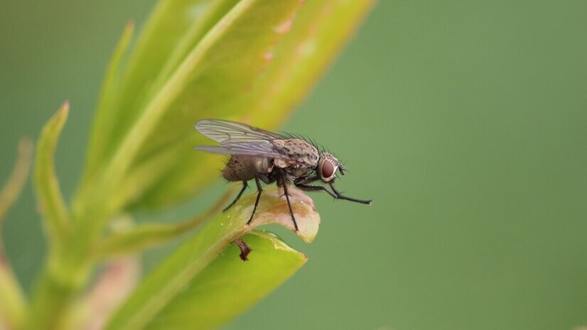 annoying-houseflies-in-house-during-monsoon