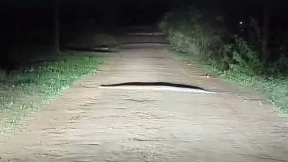python