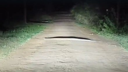 python