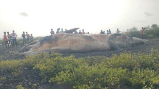 vasai virar 25 foot whale marathi news
