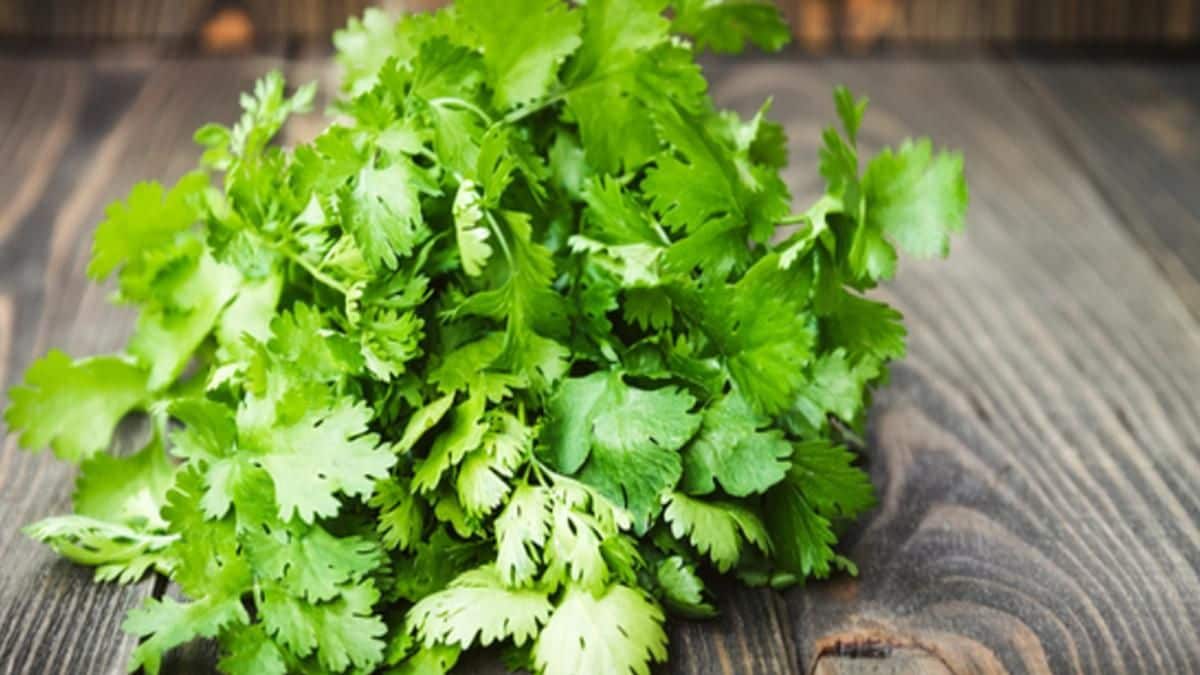 prices of leafy vegetables increased price of bunch of cilantro in the retail market is Rs 50 to Rs 60