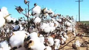 Artificial shortage of cotton seeds Extortion of cotton farmers