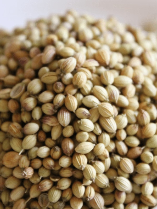 coriander-seeds-weight-loss