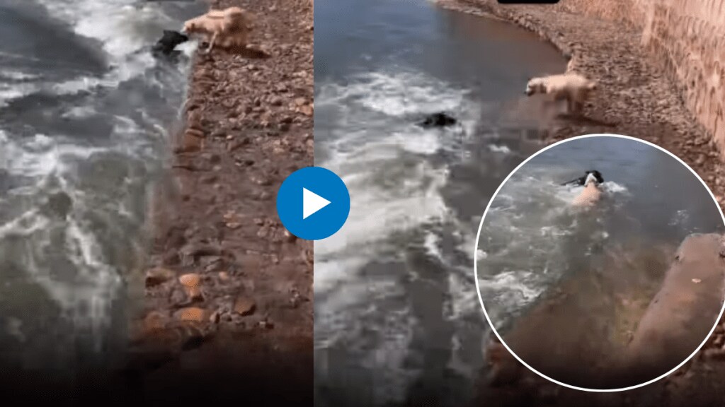 dog jump in water to save his friend who was drowning Real Friendship Viral video