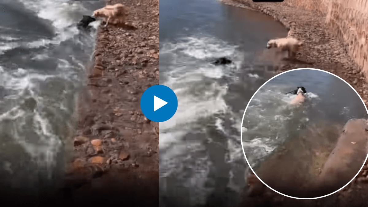 dog jump in water to save his friend who was drowning Real Friendship Viral video