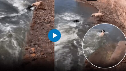 dog jump in water to save his friend who was drowning Real Friendship Viral video