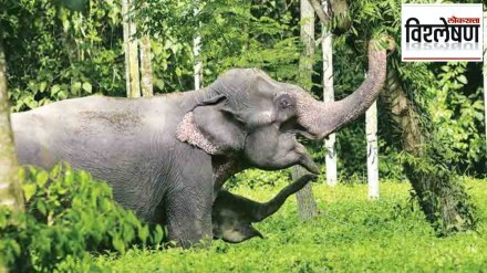 african elephants call each other by unique names shocking research by cornell university