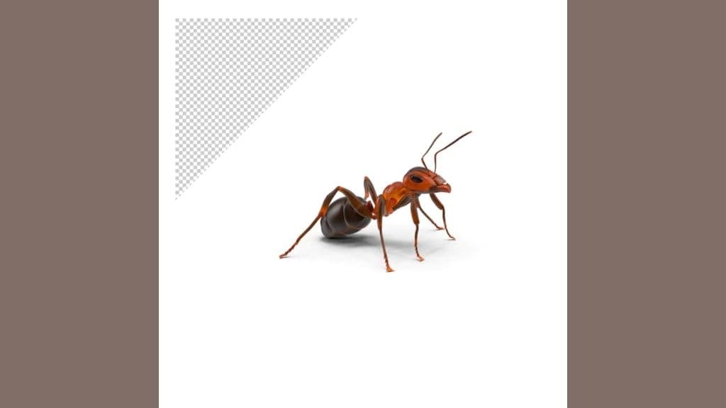 Remedy for ants - 6