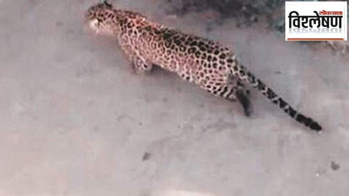 leopard sterilisation to curb population