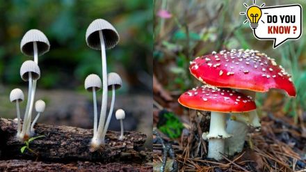 most poisonous mushrooms