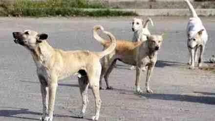 60 year old woman injured in stray dog attack near Titwala complex