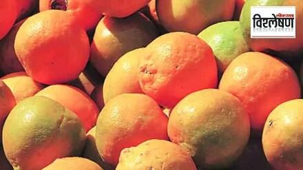 Loksatta explained When will the crisis on orange groves be resolved