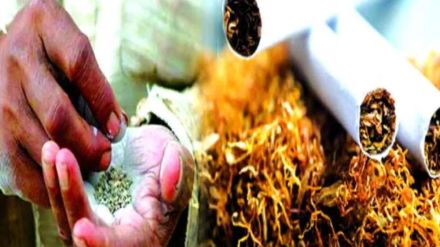 Prohibited tobacco stock worth Rs 45 lakh seized in Sangli