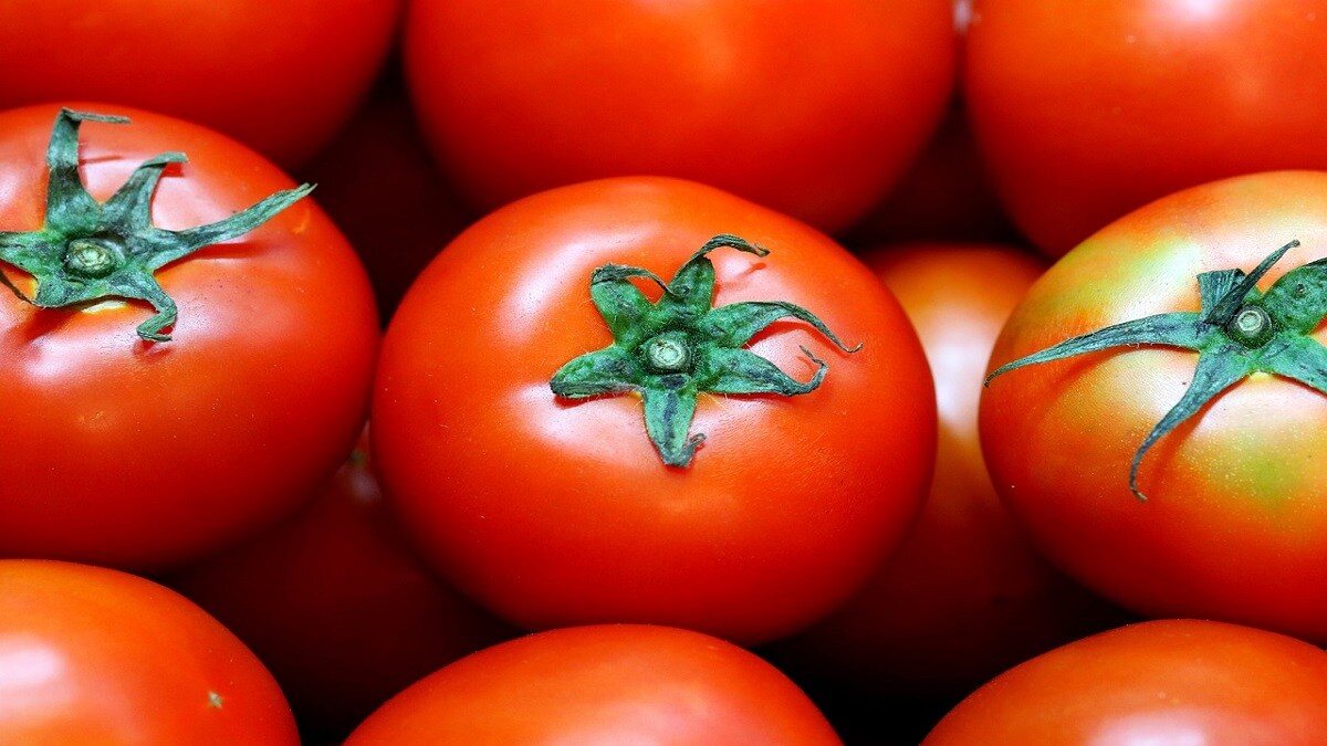 price, tomato , increased,