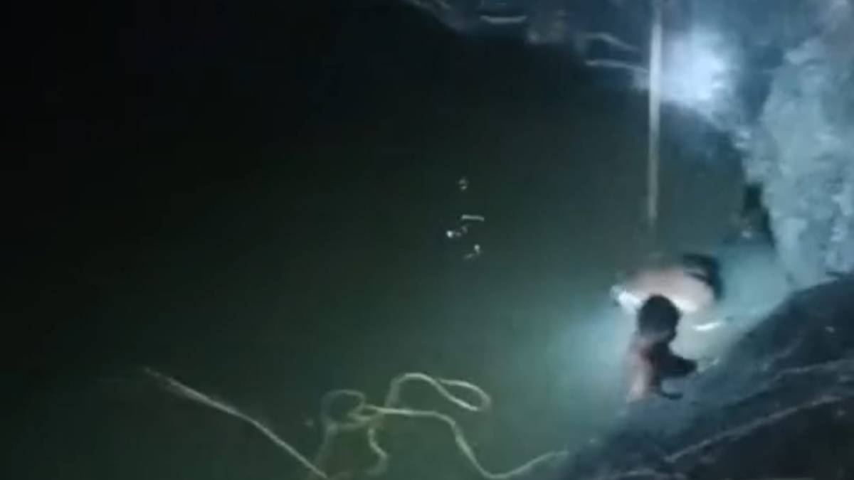 three nilgai dies after fell into well