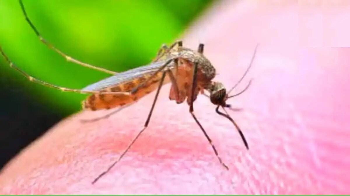 Two Zika patients were found in Pune print news