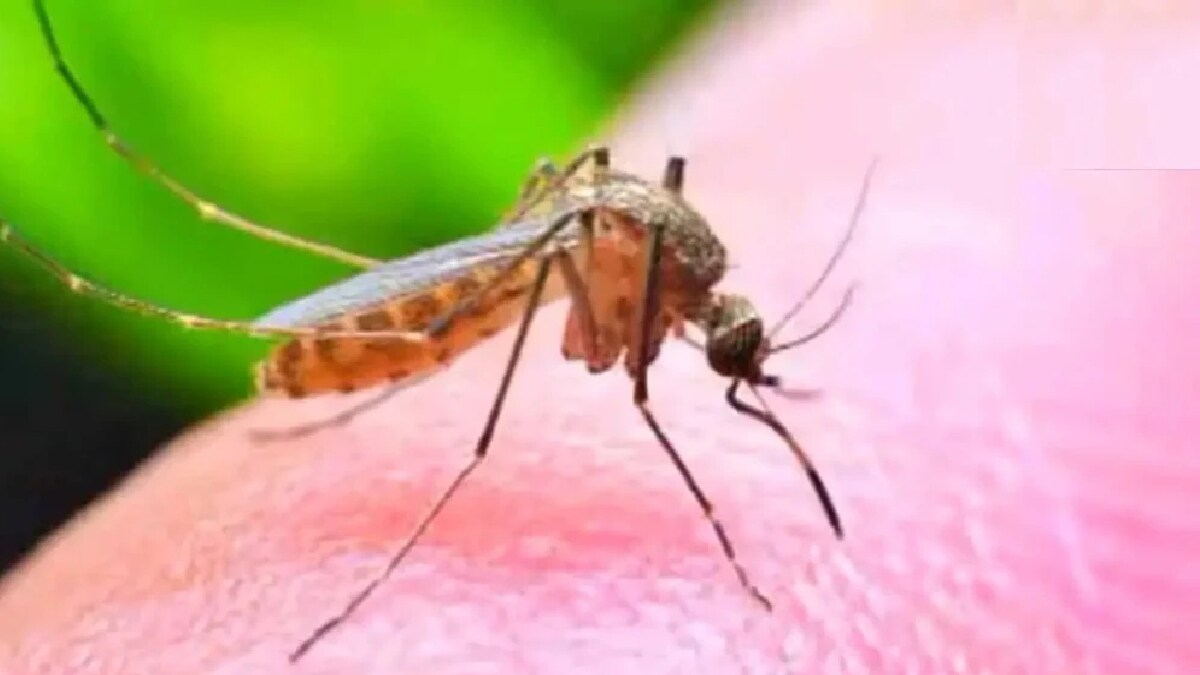Zika risk increased in Pune print news