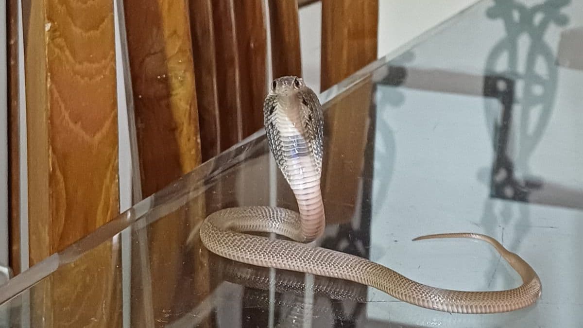 cobra entered the house and placed it directly on the dining table