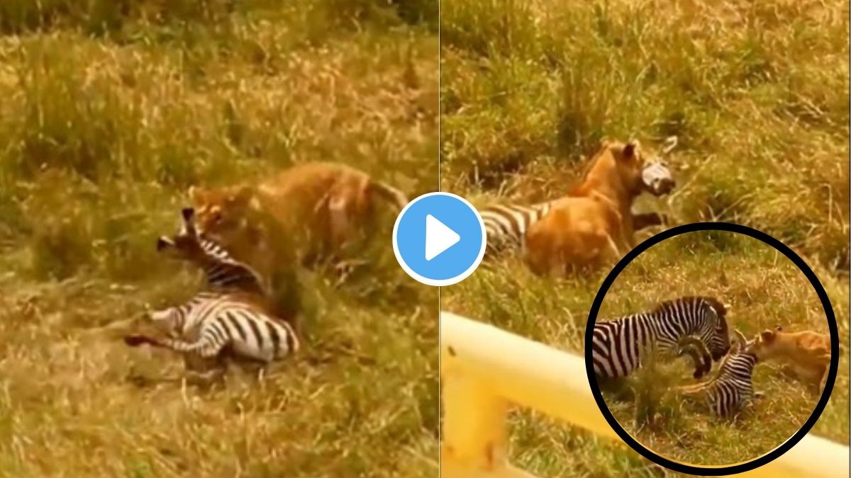 Lion Attack Video