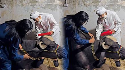 Man Buys 10Kg Gold Chain For Buffalo