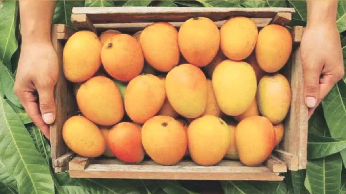 Export of 3397 tonnes of mangoes from the facilities of Panaan