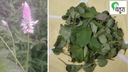 wild vegetables, home, grow,
