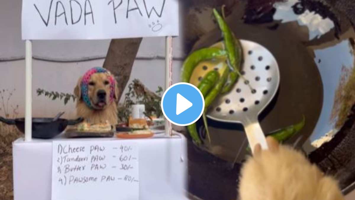 Dogs are selling vadapav by setting up street stalls