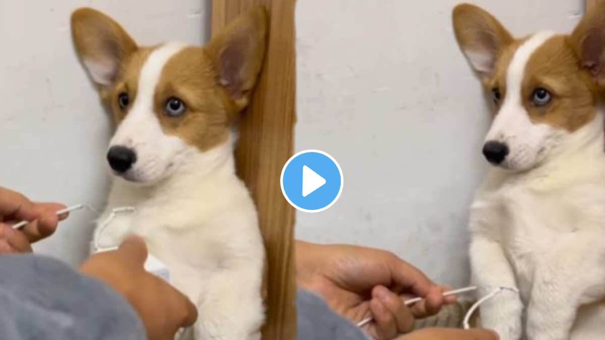 Women Threatens Puppy For Breaking Charger Wire