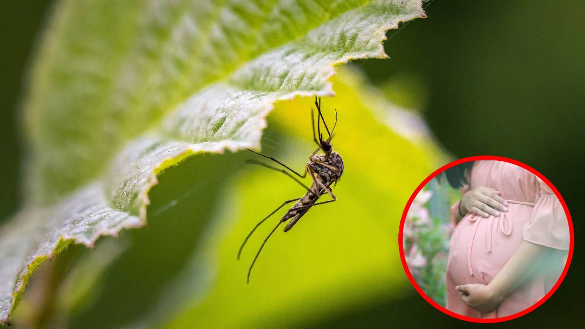Zika, zika virus news,