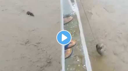 baby elephant stuck in the assam river