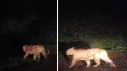tiger, tiger wardha, wardha news,