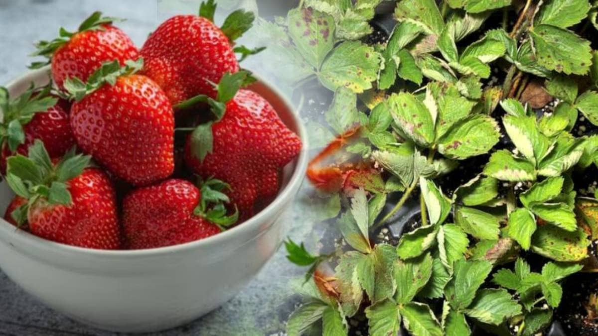 strawberry season start late by 15 days leading to limited market supply