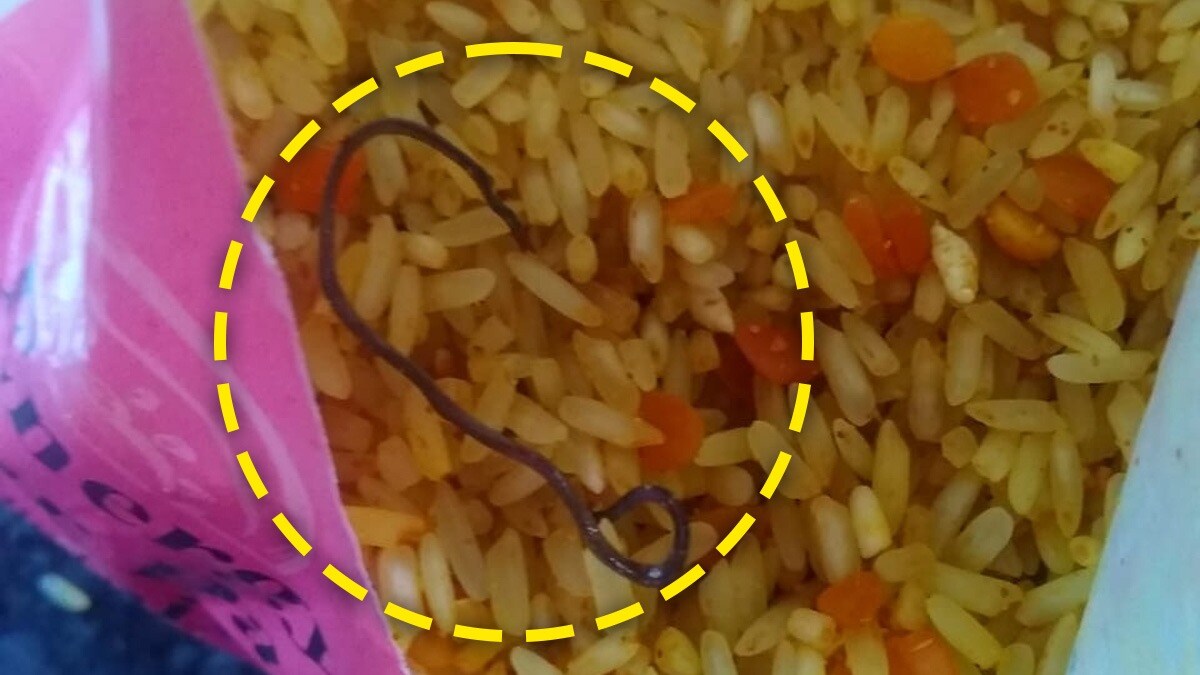 Sangli, Dead snake, food,