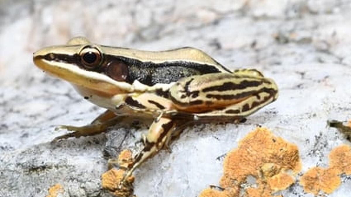 Sri Lankan golden backed frog marathi news