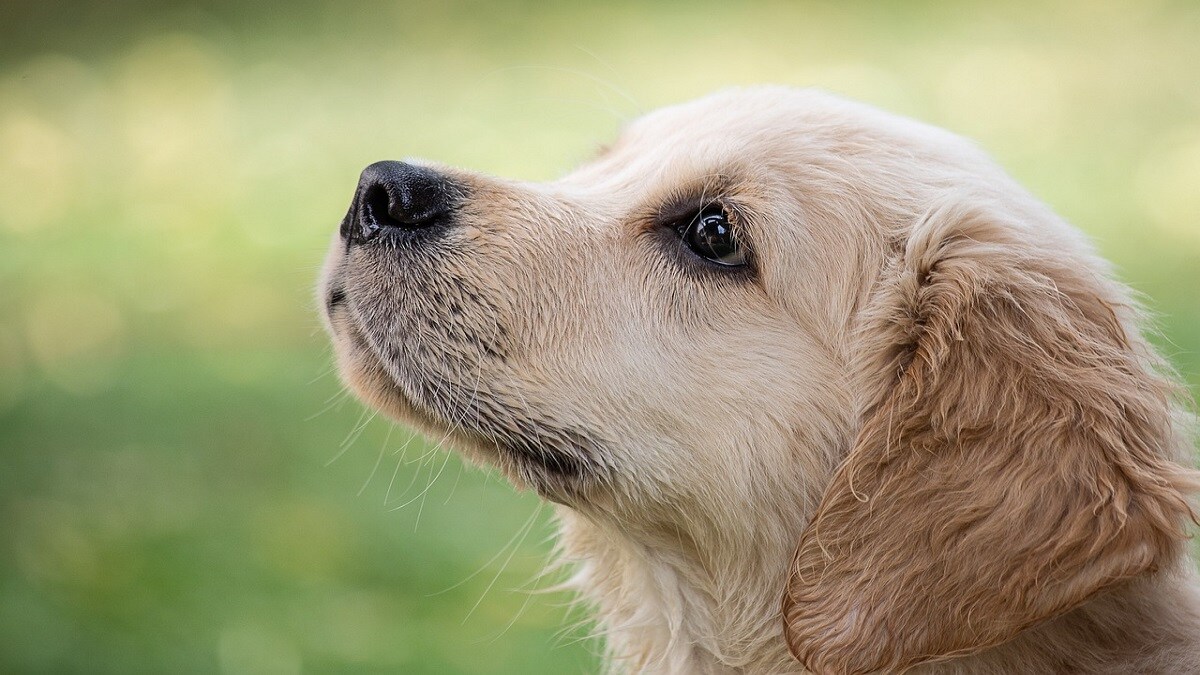 Unnatural abuse, dog, abuse,
