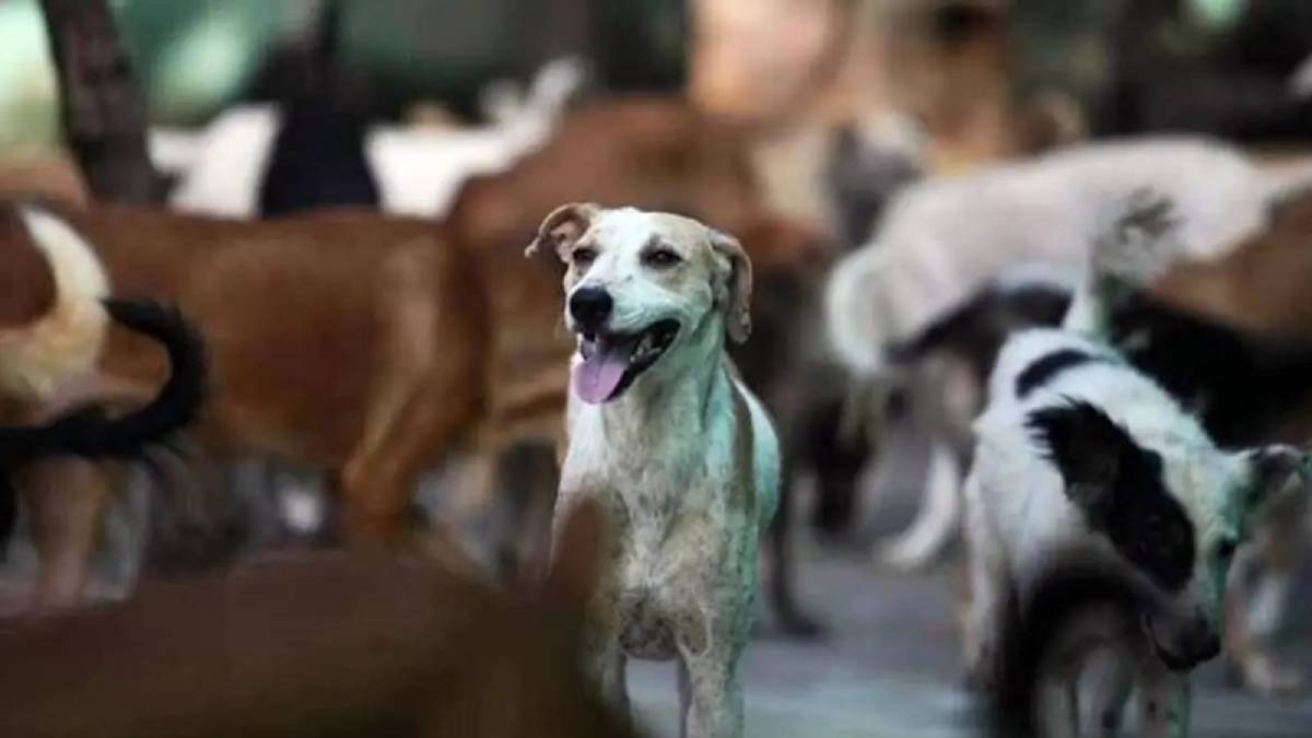 thane police registers case over dog torture under old criminal law